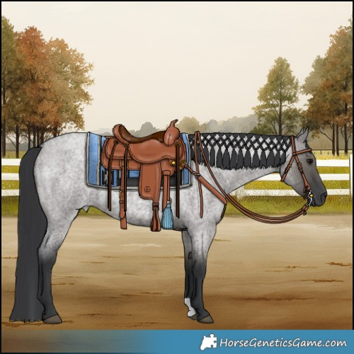 Horse Color:Grullo Roan 