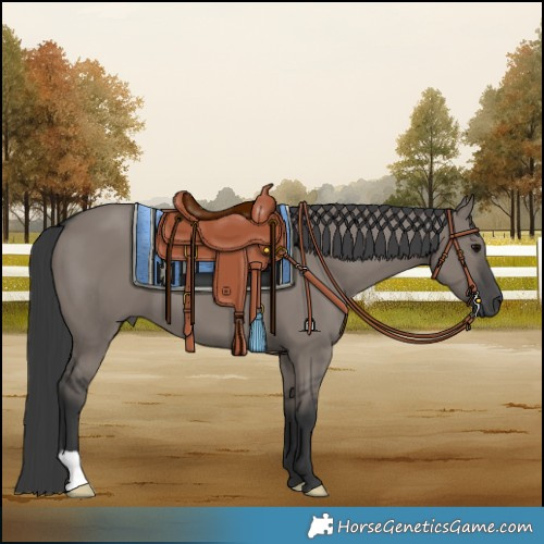 Horse Color:Grullo