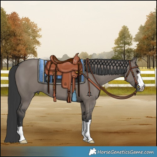 Horse Color:Grullo