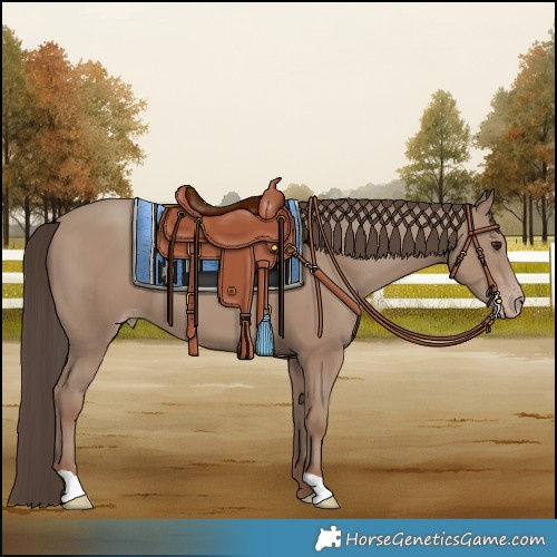 Horse Color:Classic Champagne 