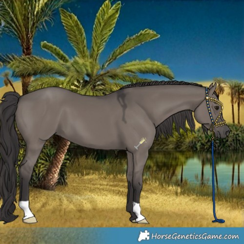 Horse Color:Smoky Grullo 