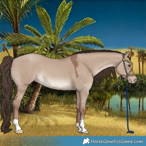 Horse Color:Classic Champagne Dun 