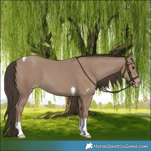Horse Color:Classic Champagne Tobiano