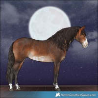 Horse Color:Bay  and Bay Frame 