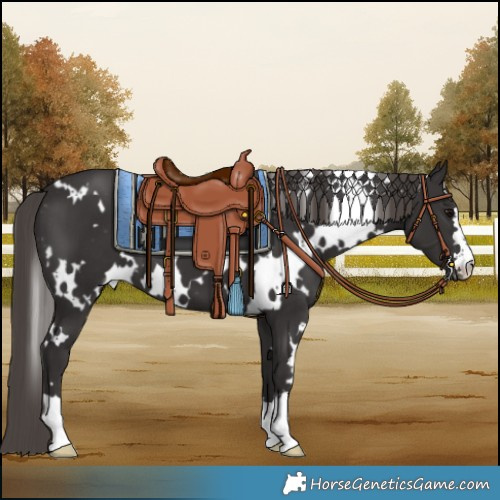 Horse Color:White Spotted Smoky Black Varnish