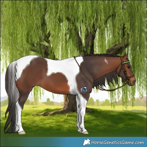 Horse Color:Bay Tobiano