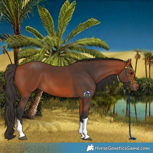 Horse Color:Bay Tobiano 
