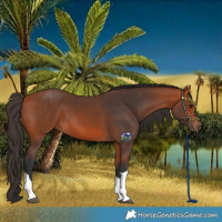 Horse Color:Bay Tobiano