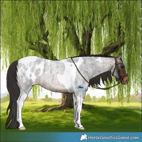 Horse Color:Brown Roan Tobiano Blanket