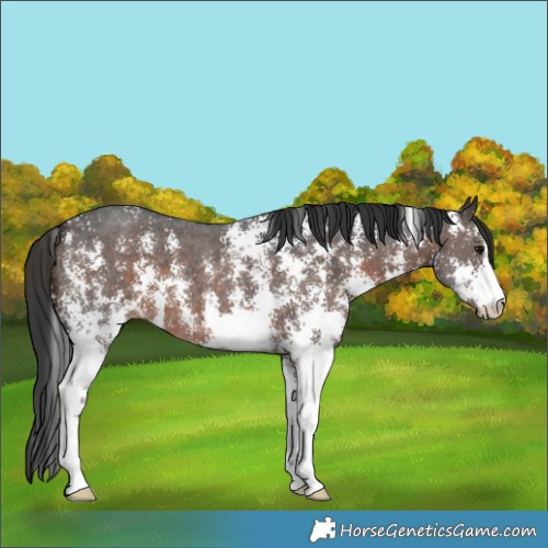 Horse Color:Brown Sabino 