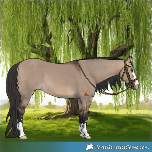 Horse Color:Bay Dun