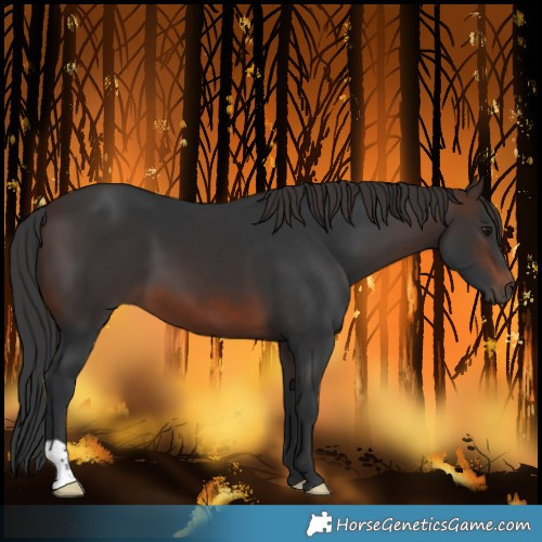 Horse Color:Brown 