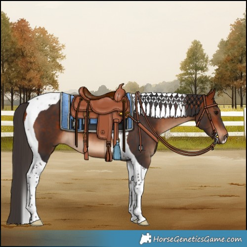 Horse Color:Bay Tobiano 