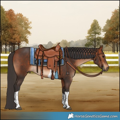 Horse Color:Bay Tobiano Rabicano 