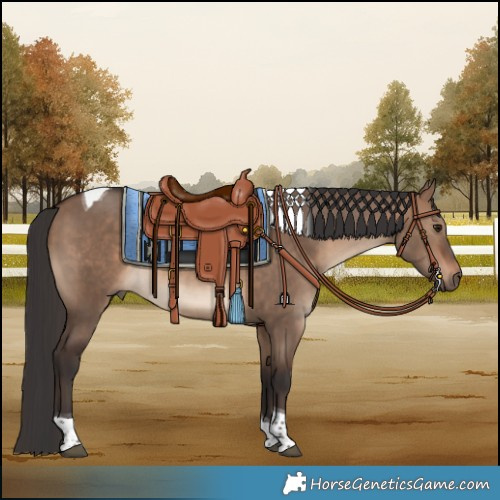 Horse Color:Brown Dun Tobiano 