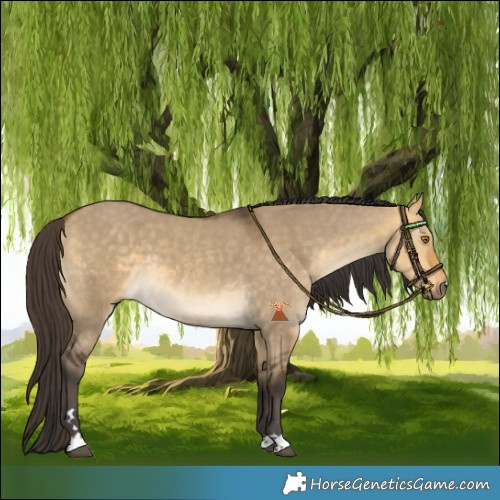 Horse Color:Buckskin Dun
