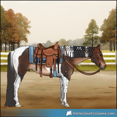 Horse Color:Bay Tobiano 
