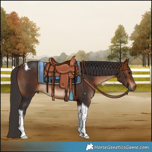 Horse Color:Bay Tobiano