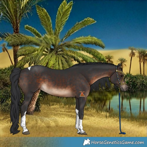 Horse Color:Brown Tobiano
