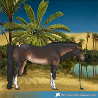 Horse Color:Brown Tobiano 