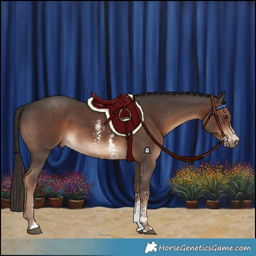 Horse Color:Liver Chestnut Sabino