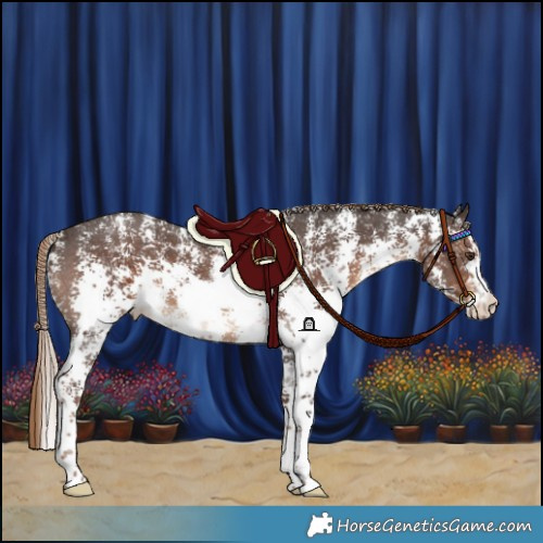 Horse Color:Liver Chestnut Sabino 