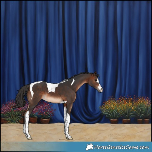 Horse Color:Brown Tobiano