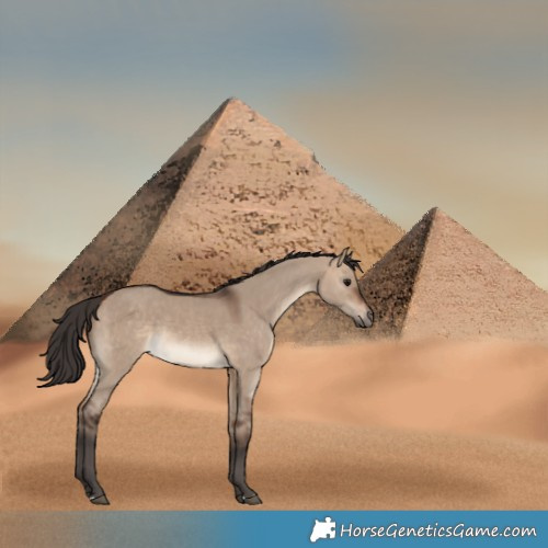 Horse Color:Bay Dun 