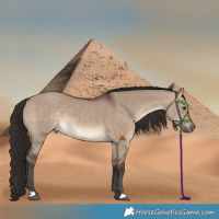 Horse Color:Bay Dun 