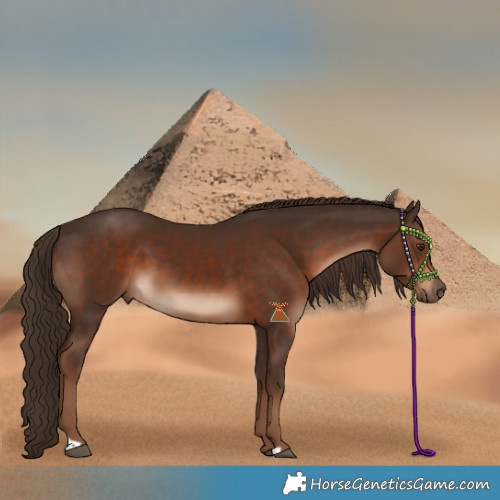Horse Color:Liver Chestnut 