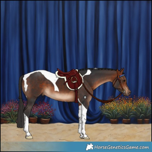 Horse Color:Bay Tobiano 