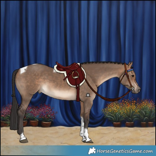 Horse Color:Bay Dun Tobiano 