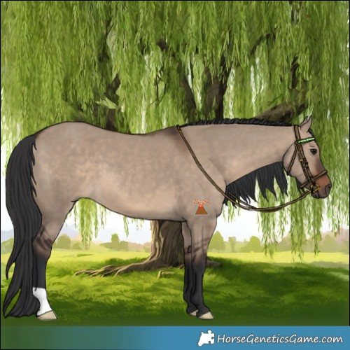 Horse Color:Brown Dun