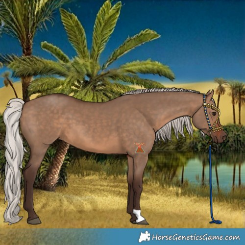 Horse Color:Silver Brown Dun 