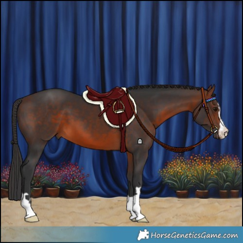 Horse Color:Brown 