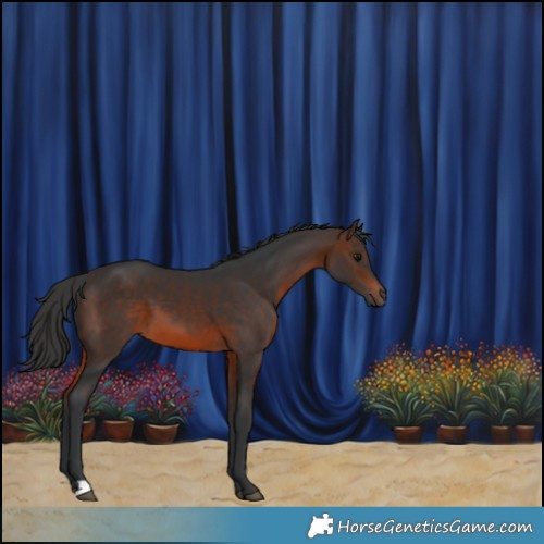 Horse Color:Brown 