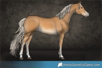 Horse Color:Palomino  and Palomino 