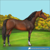 Horse Color:Bay Tobiano 