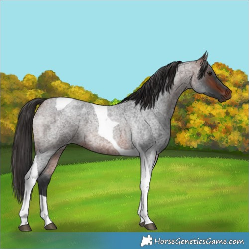 Horse Color:Bay Roan Tobiano