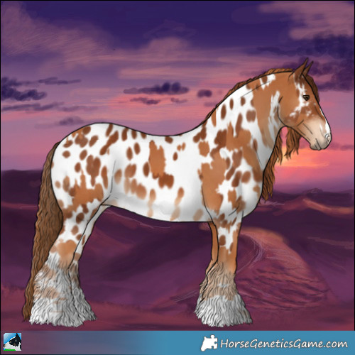 Horse Color:Chestnut  and Chestnut Appaloosa 