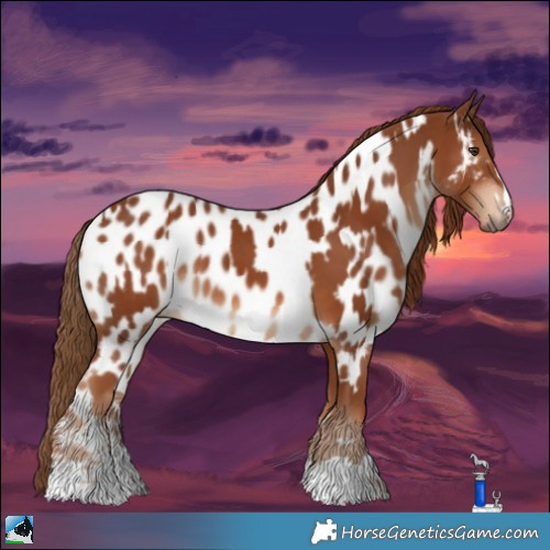 Horse Color:Chestnut  and Chestnut Near Leopard 