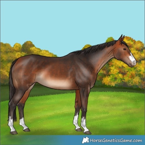 Horse Color:Bay  and Bay 