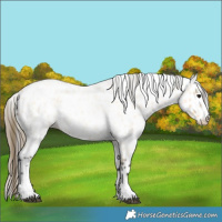 Horse Color:Buckskin Roan Leopard