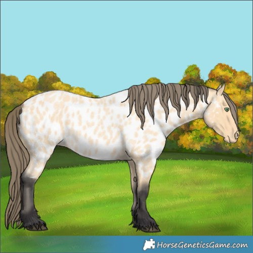 Horse Color:Buckskin Roan Appaloosa 