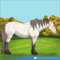 Horse Color:Buckskin Roan Near Leopard 