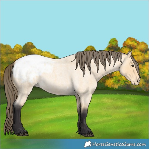 Horse Color:Buckskin Roan Appaloosa