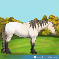 Horse Color:Buckskin Roan Appaloosa 