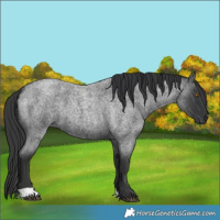 Horse Color:Blue Roan 