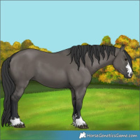 Horse Color:Grullo 