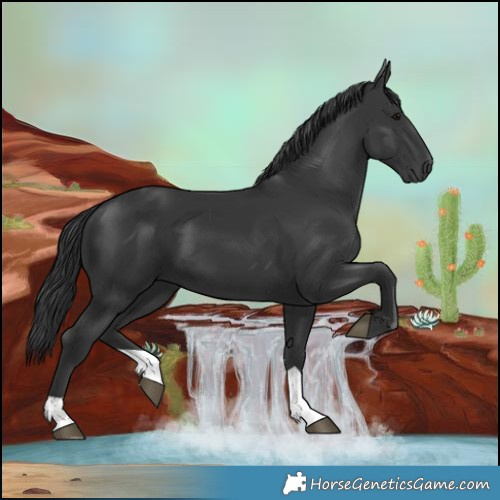 Horse Color:Black 